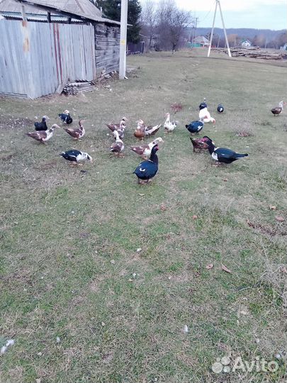 Индоутки на мясо