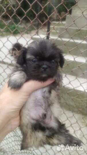 Щенки пекинеса