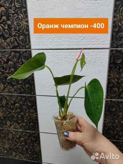 Антуриумы сортовые