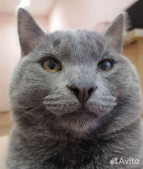 Вязка британец