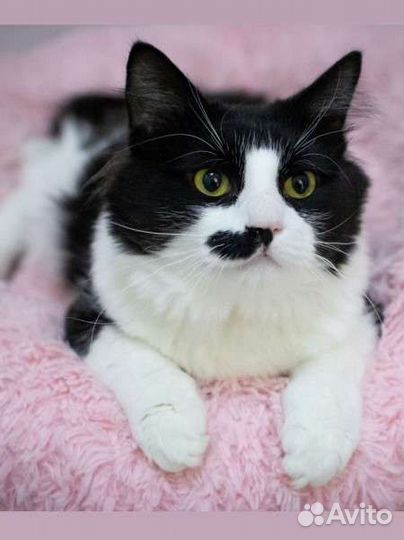 Пушистое счастье в добрые руки. котик 1 год