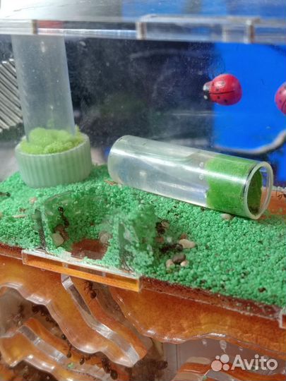 Муравьиная ферма