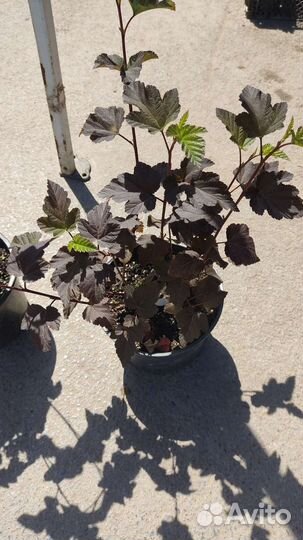 Пузыреплодник Дьябло