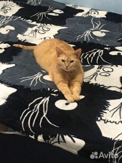 Кошечка в добрые руки