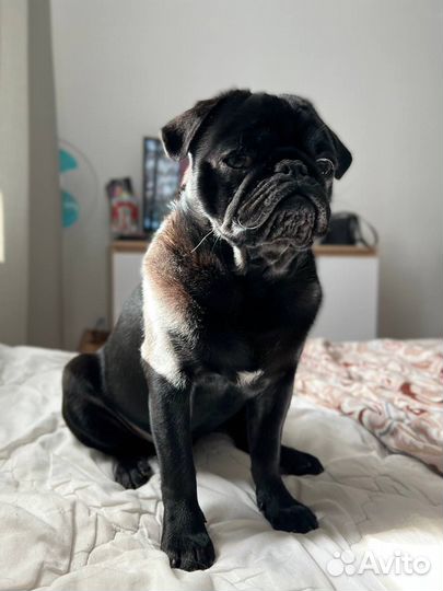 Мопс вязка мальчик