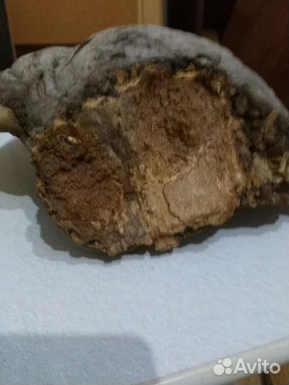 Гриб Трутовик продам