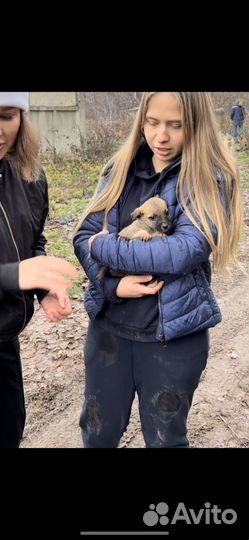 Щенок в добрые руки маленькой собаки
