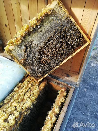 Продаю семью с медом можно с ульем