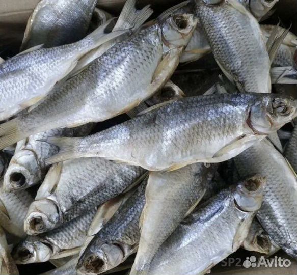 Вобла Астраханская,сорога краснопёрая