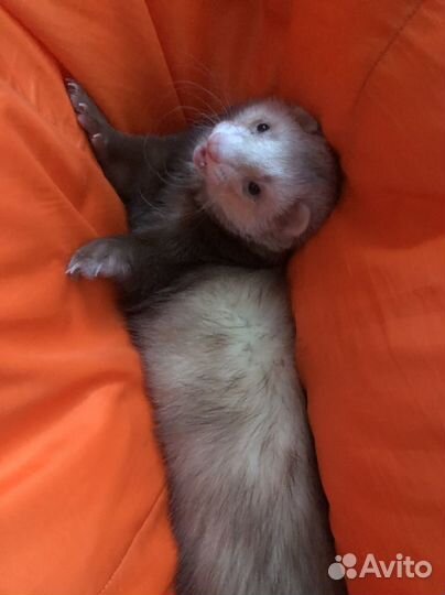 Вязка хорька