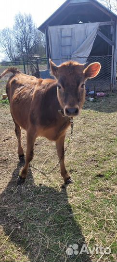 Джерсийская телочка