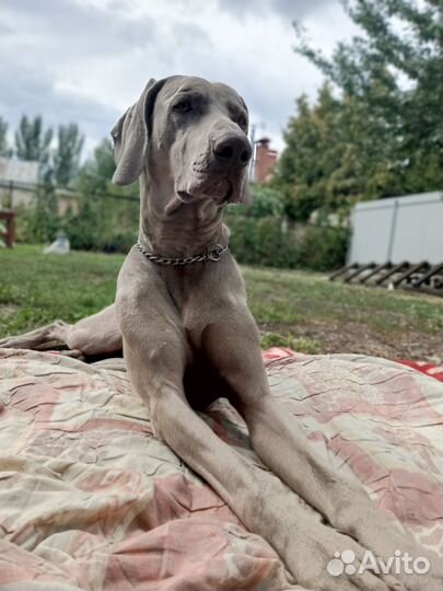 Щенки веймаранера