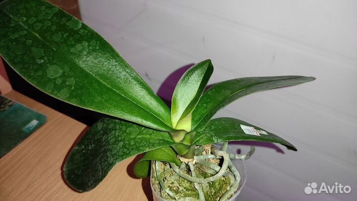 Орхидея фаленопсис биг лип