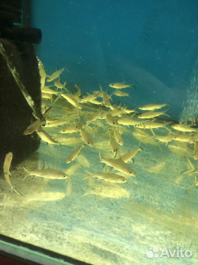 Аквариумные рыбки и Оборудование