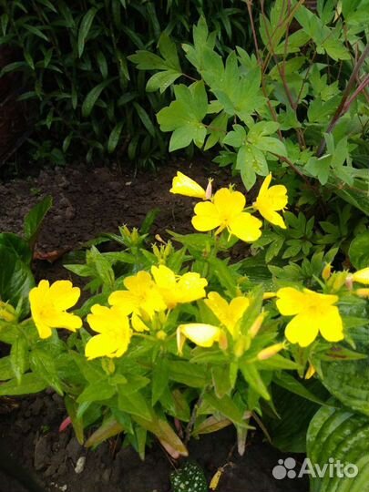 Камнеломка, арабис белый, энотера, яснотка и др