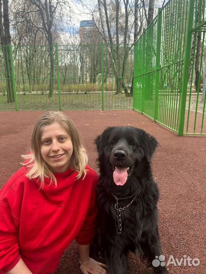 Выгул собак