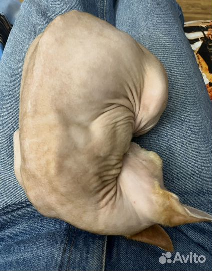 Передержка кошек на время отпуска