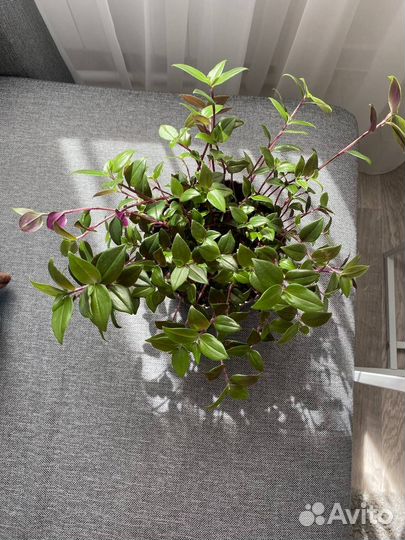 Традесканция комнатные цветы