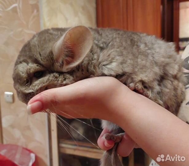 Шиншилла с клеткой