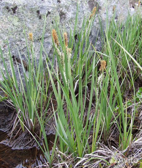 Нимфеи и другие водные растения для пруда. Часть 2