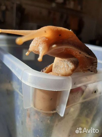 Улитки ахатины