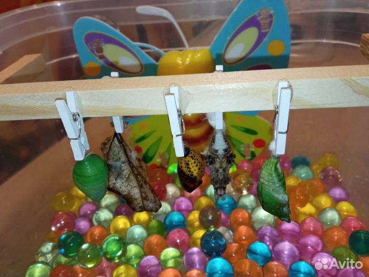 Мини-ферма бабочек из 3-х куколок