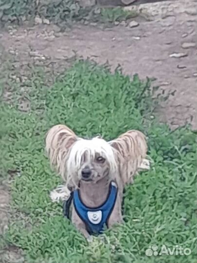 Вязка китайская хохлатая