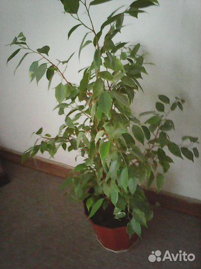 Фикус Бенжамина, отростки фикуса бенджамина