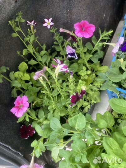 Петунья цветы