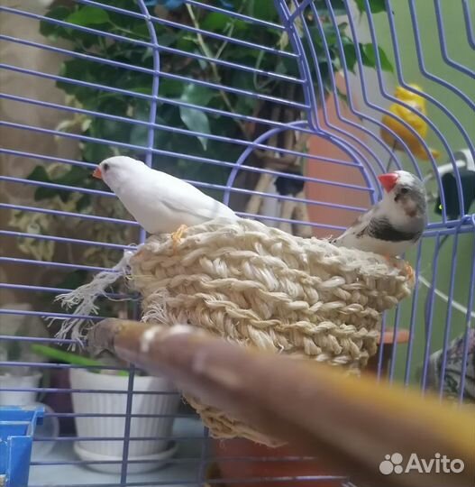 Зебровые амадины