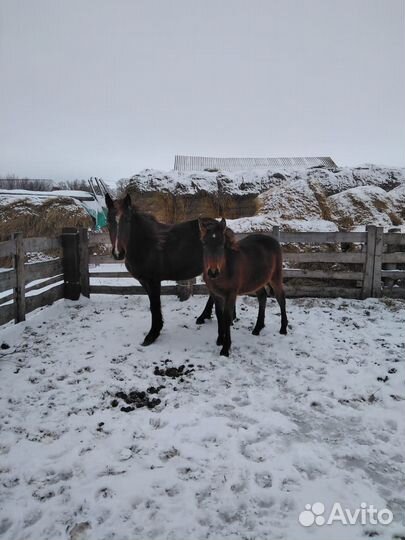 Кобыла с жеребенком