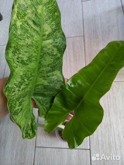 Набор филодендронов 6 сортов