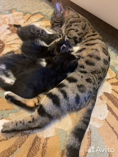 Котята в добрые руки приучены к лотку