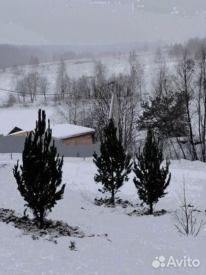 Ель из питомника 6.55 М