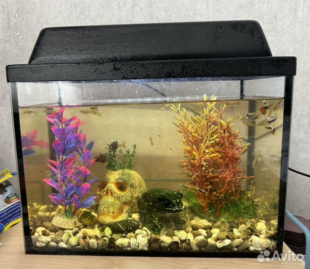 Аквариум с рыбками