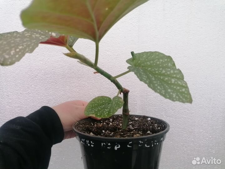 Бегония, фикус, аглаонема, пеперомия