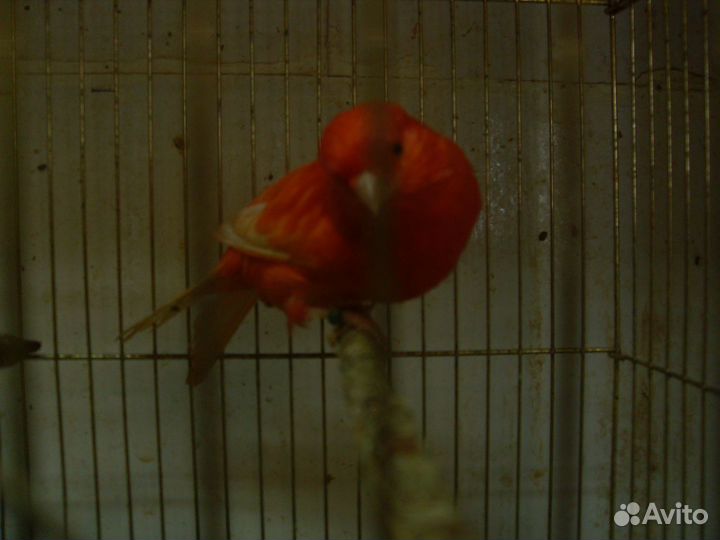 Цветные канарейки