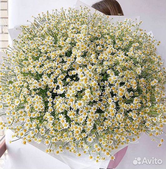 Ромашки Пионы Розы Доставка