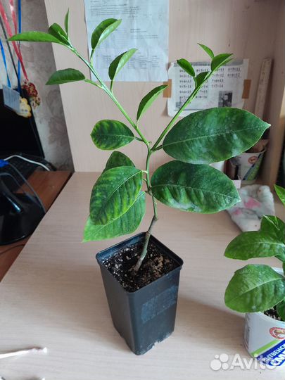 Лимон плодоносящий