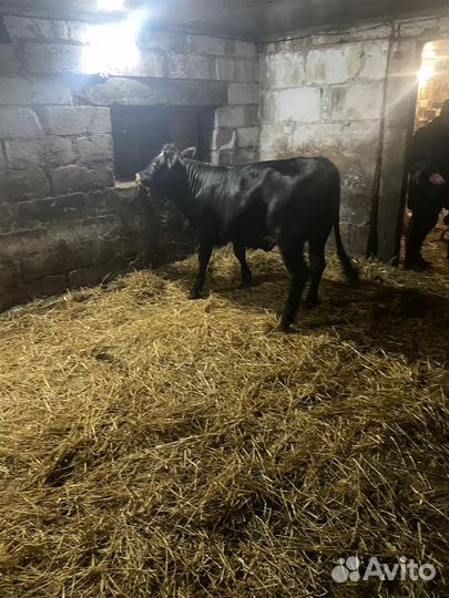 Телки джерси