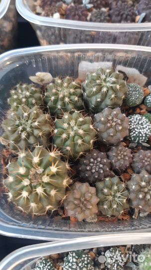 Кактусы коллекционные