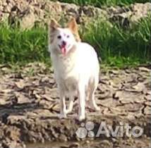 Выкинули маленькую собачку