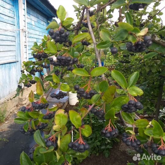 Черноплодная рябина