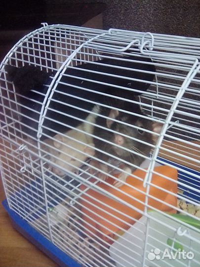 Крыса Дамбо