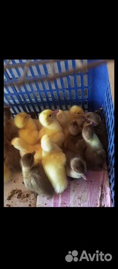 Цыплята, утята, гусята, индюшата на май