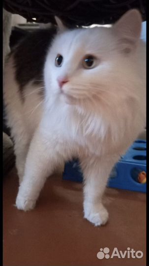 Котик молодой