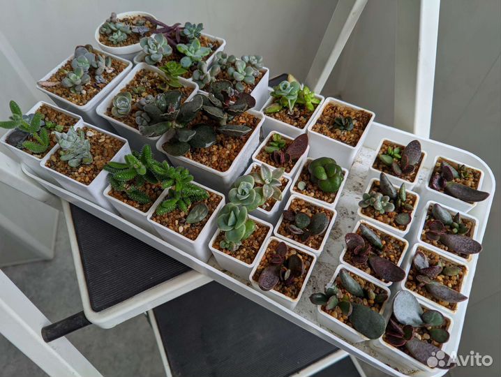 Суккуленты