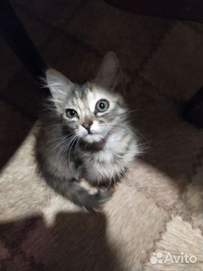 Кошки домашние