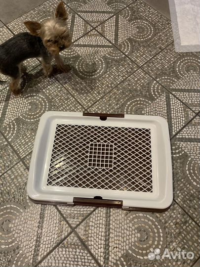 Лоток для собак