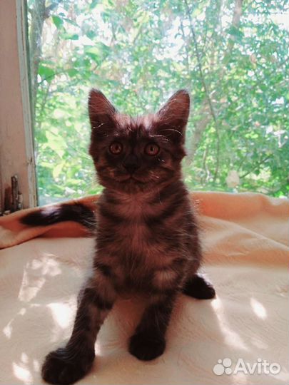 Котёнок